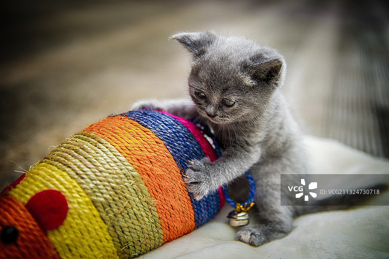 小猫的大老鼠图片素材