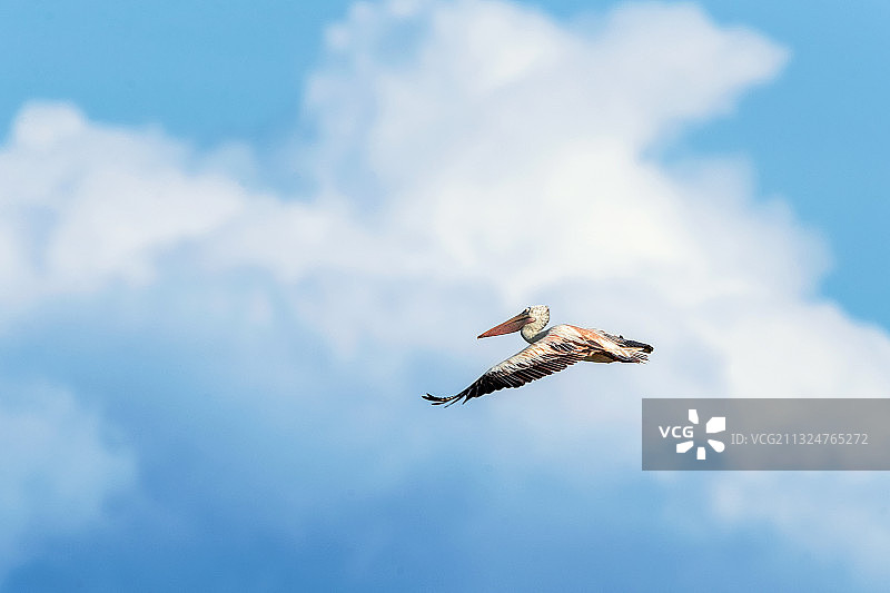 斑嘴鹈鹕----鹈鹕展翅上云天图片素材