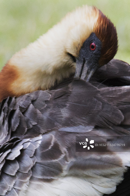 红肩䴉梳理羽毛特写图片素材