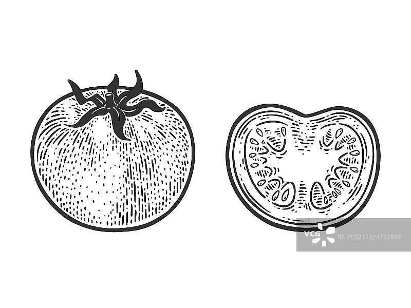 番茄素描图片素材