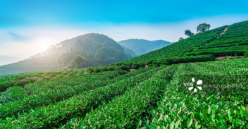 杭州西湖龙井茶园图片素材