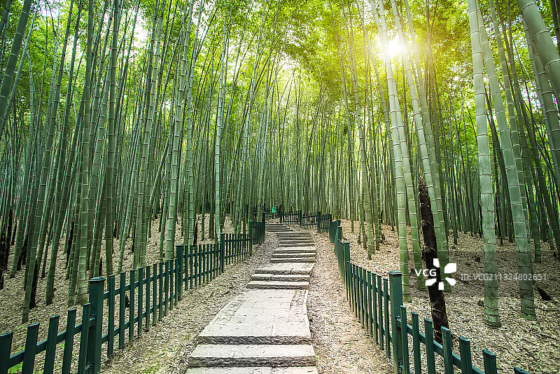 绿竹林石板路图片素材