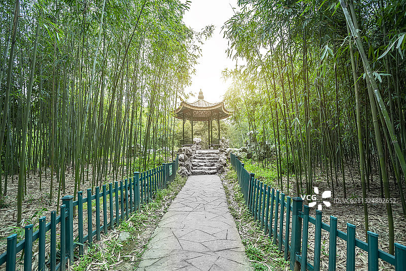 绿竹林石板路图片素材