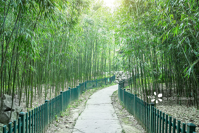 绿竹林石板路图片素材