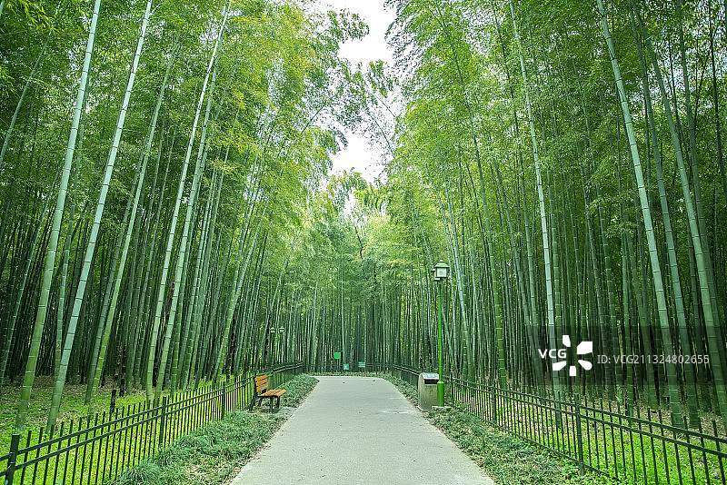 绿竹林石板路图片素材
