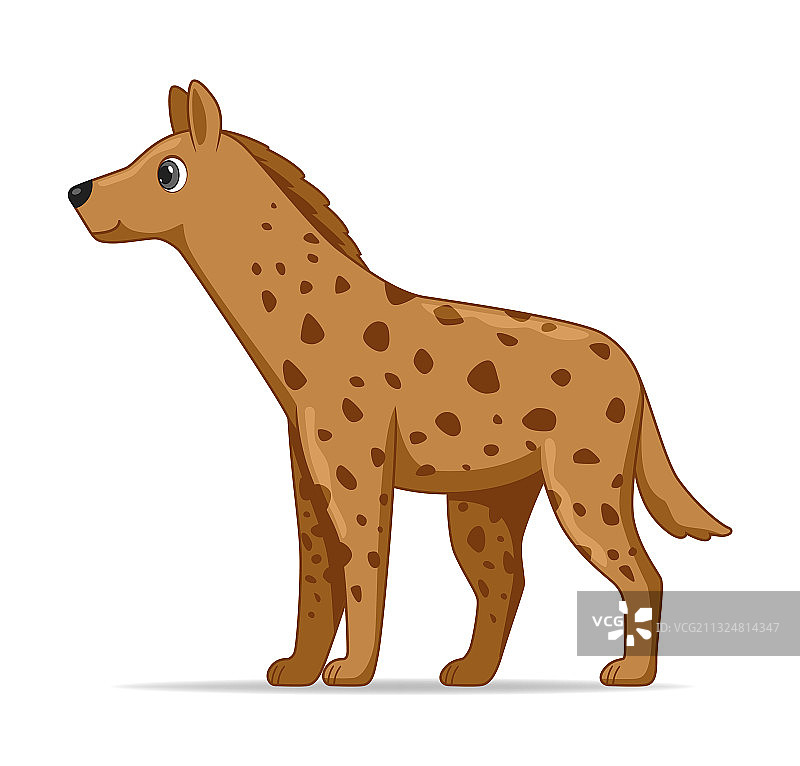 站在白色背景上的鬣狗图片素材