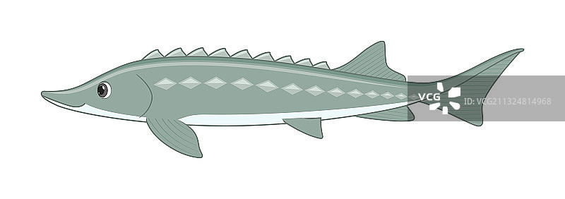 白色背景下的俄罗斯鲟鱼图片素材