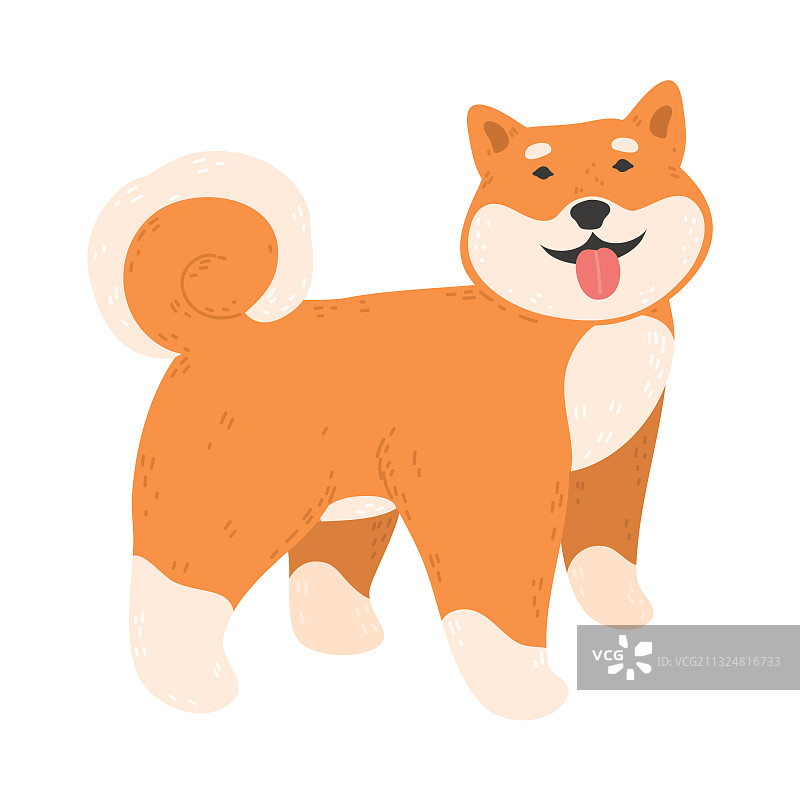 吐着舌头的快乐日本秋田犬图片素材