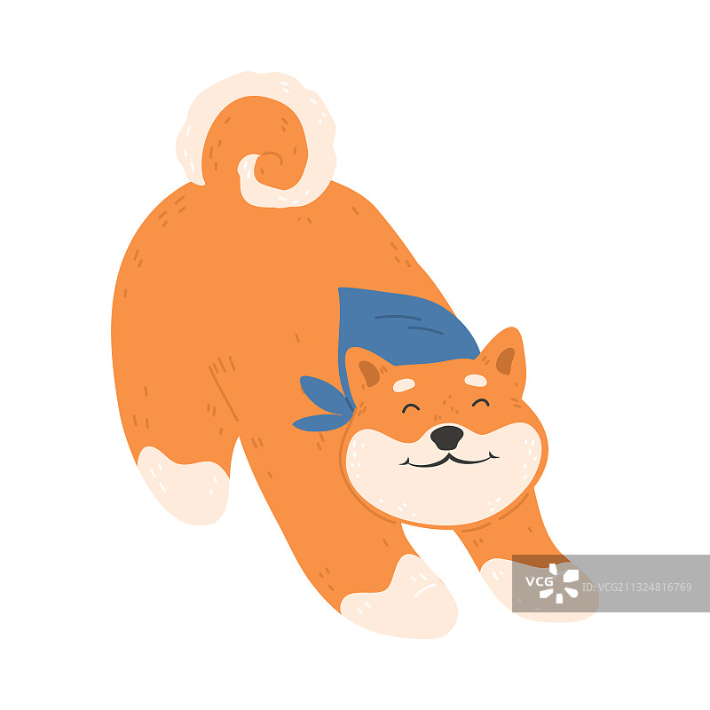 戴着蓝色头巾的快乐日本秋田犬图片素材