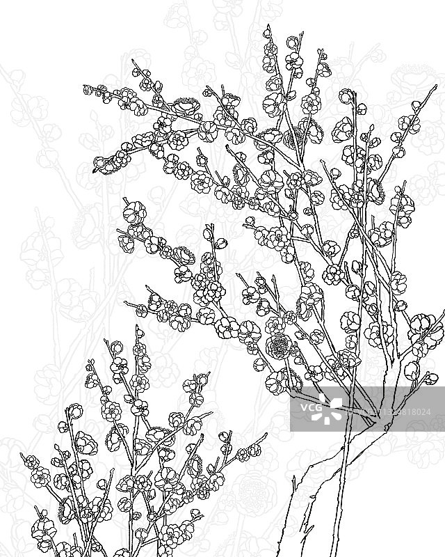 梅花-腊梅-咏梅图片素材