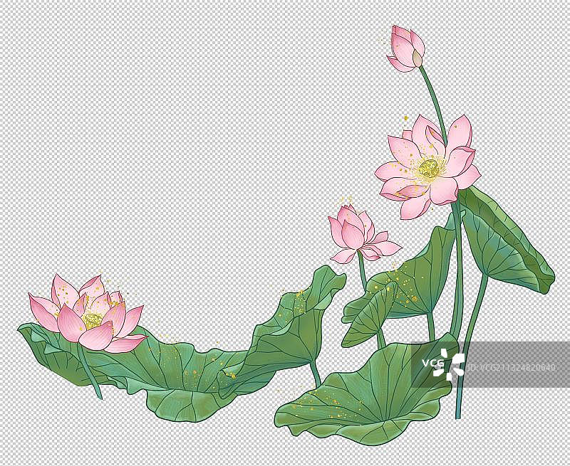 荷花图片素材