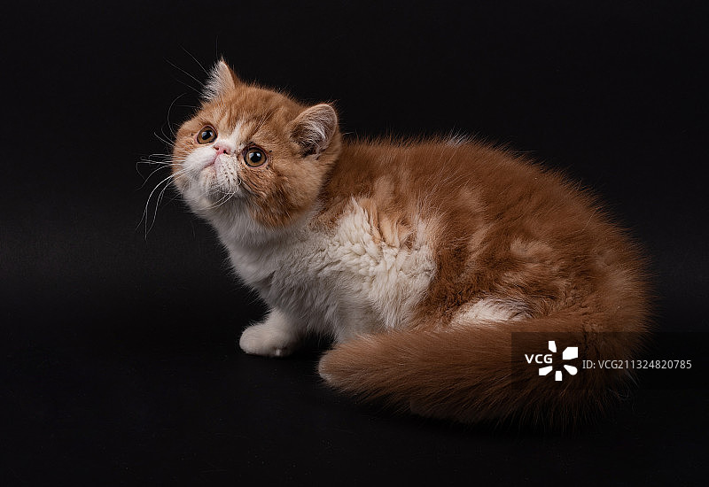 加菲猫图片素材