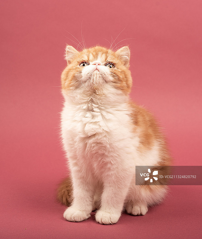 加菲猫图片素材