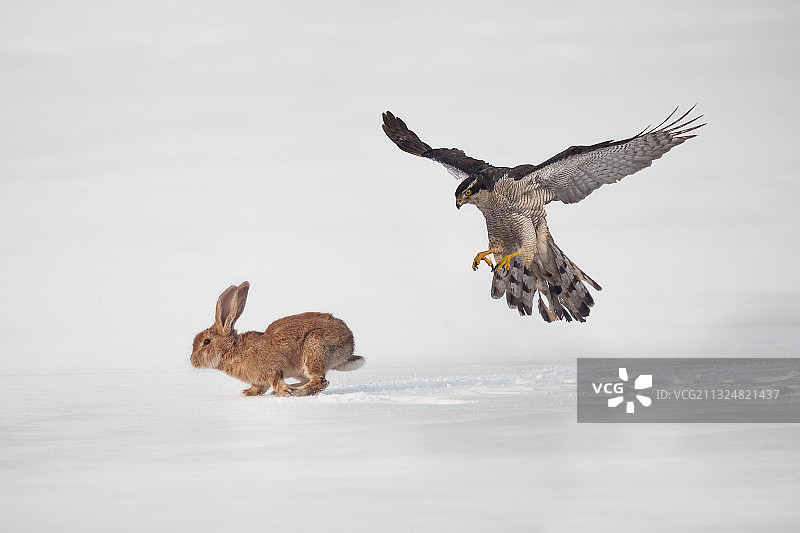 苍鹰出击图片素材