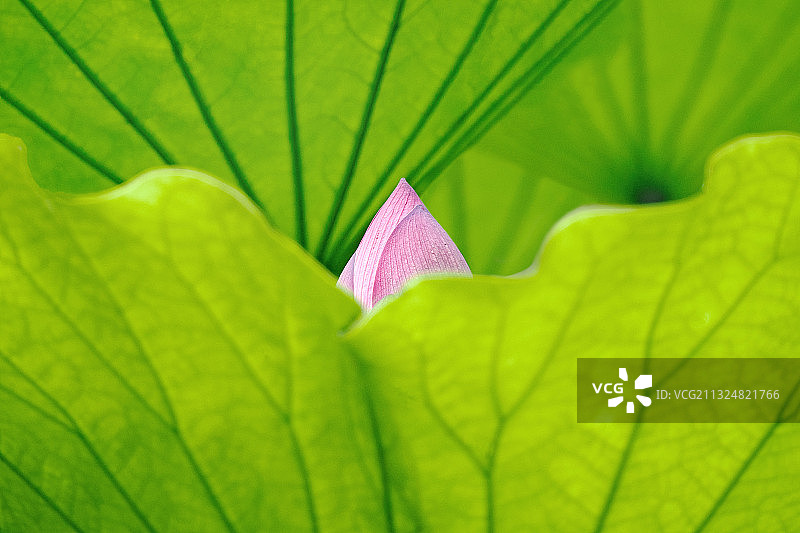 小荷才露尖尖角,荷花,莲蓬图片素材