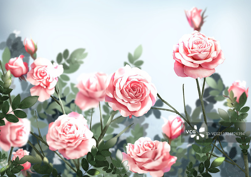 蔷薇花。写实。唯美图片素材