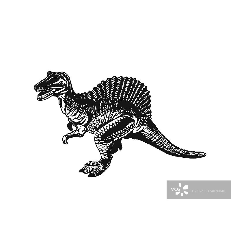 棘龙（白色背景）图片素材