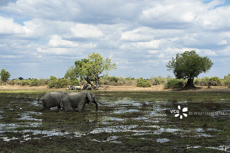悠闲的非洲象图片素材