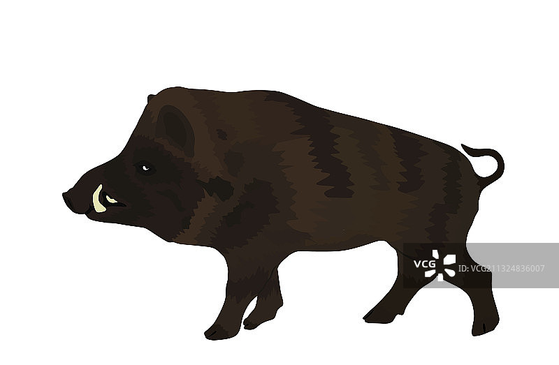 白色背景下的疣猪图片素材