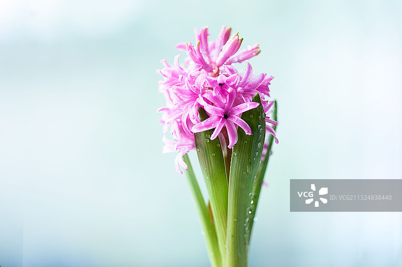 春雨中的风信子图片素材