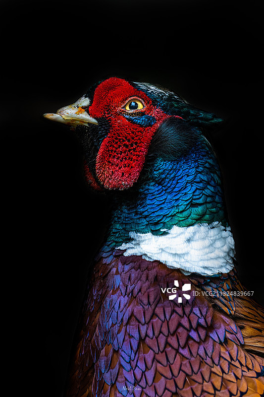 稚鸡肖像图片素材