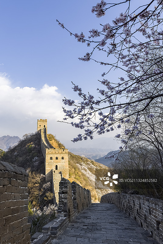 四月金山岭长城杏花香满城图片素材