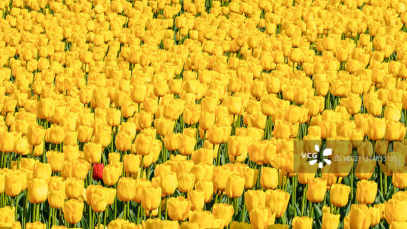 独树一帜图片素材