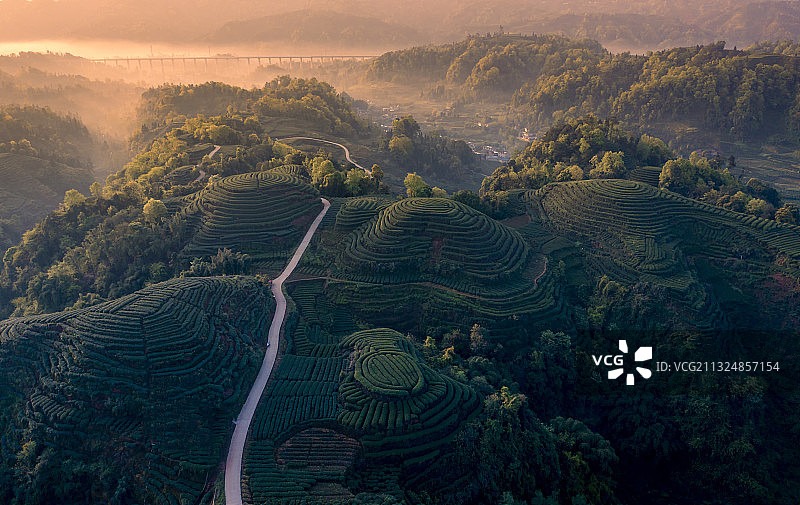 大地指纹茶山图片素材