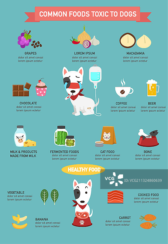 对狗有毒的常见食物信息图图片素材