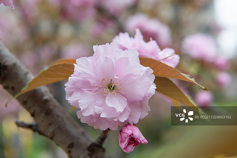 樱花关山樱绽放图片素材