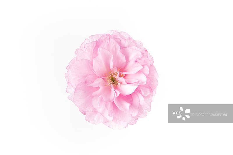 一朵粉色樱花花朵素材，白色背景图片素材