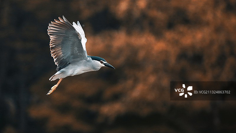 西湖夜鹭图片素材