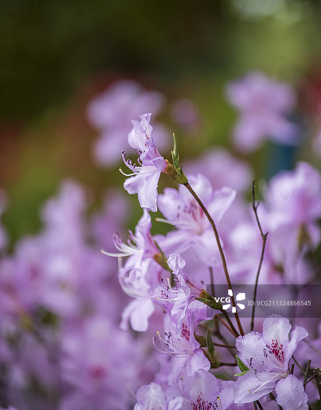 紫色杜鹃图片素材