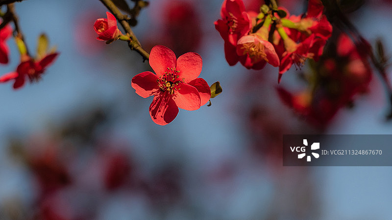 海棠花图片素材