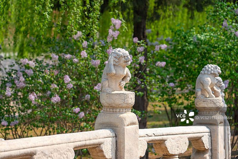 春天故宫绽放的丁香花与断虹桥石狮子雕塑图片素材