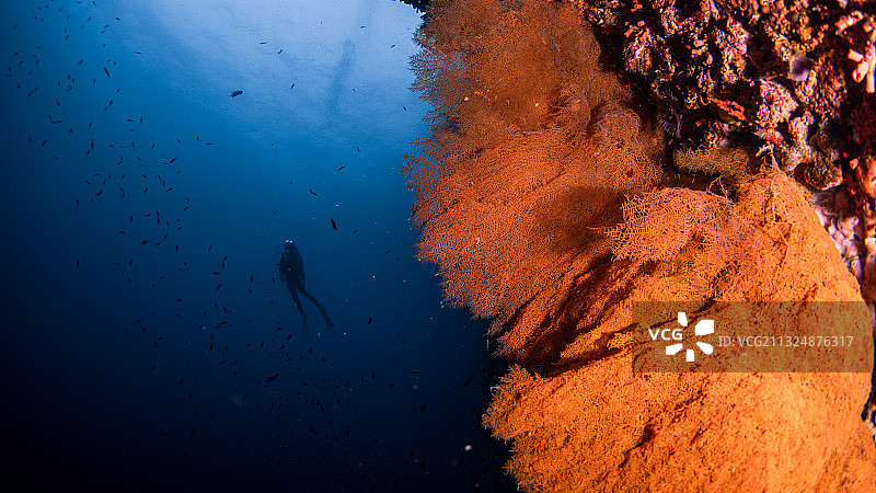 菲律宾薄荷岛峭壁潜水图片素材