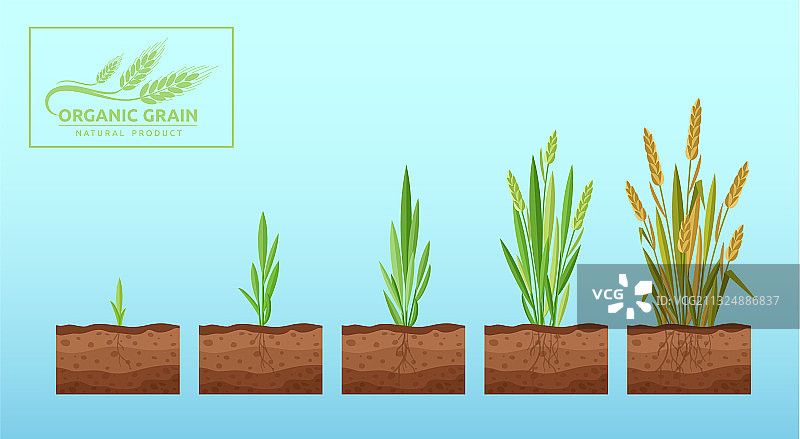小麦生长卡通扁平风格图片素材