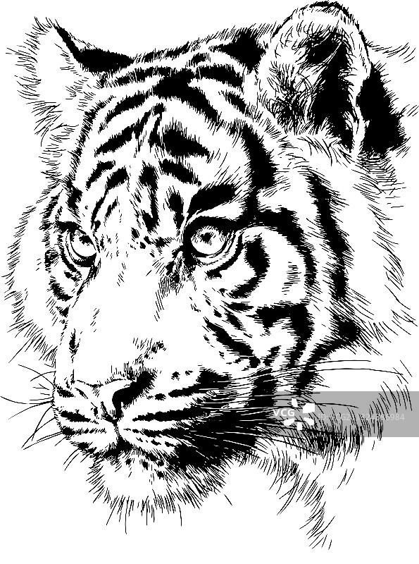 手绘墨水风老虎图片素材