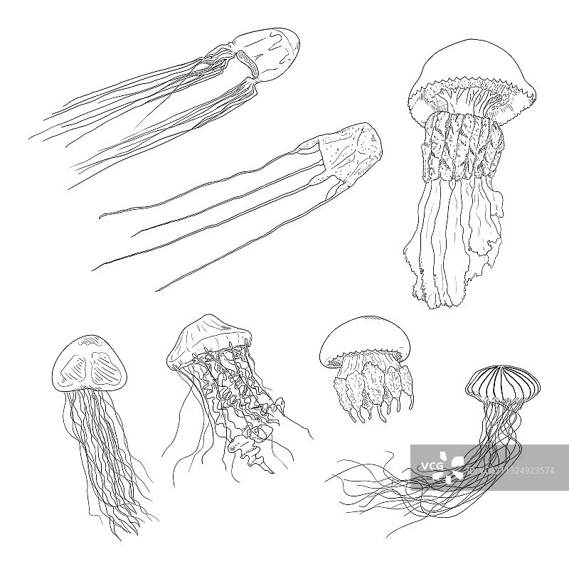 水母速写素材图片素材