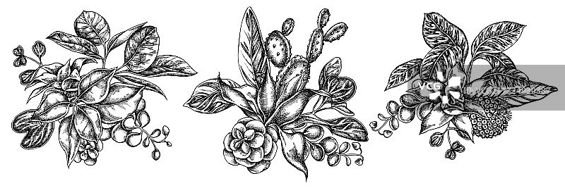 黑白花束：榕树和紫叶苋图片素材