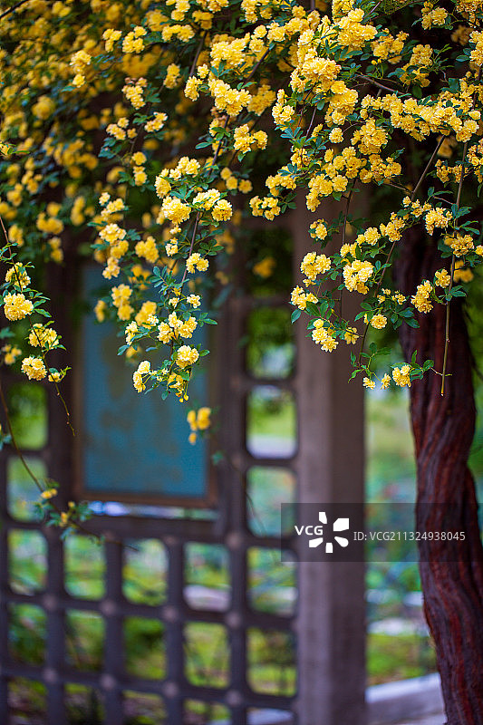 南京玄武湖木香盛开图片素材