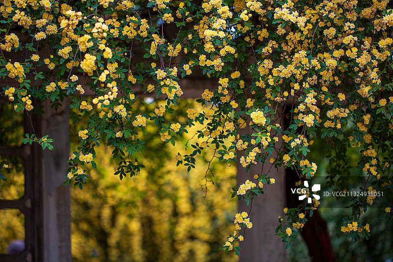 南京玄武湖木香盛开图片素材