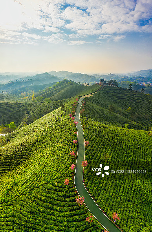 河南信阳5A级旅游景区南湾湖畔浉河港茶园春季户外航拍图片素材