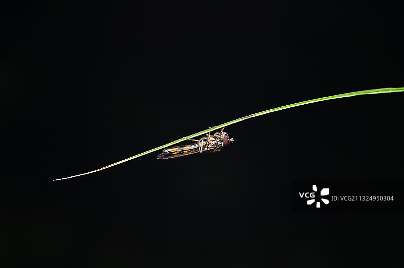 夏天快来了，可以出去拍微距啦图片素材