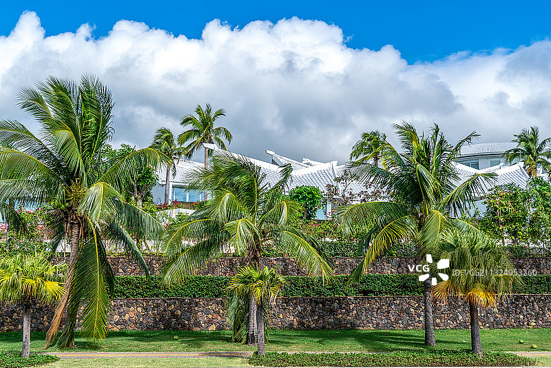 热带椰子树林景观道图片素材