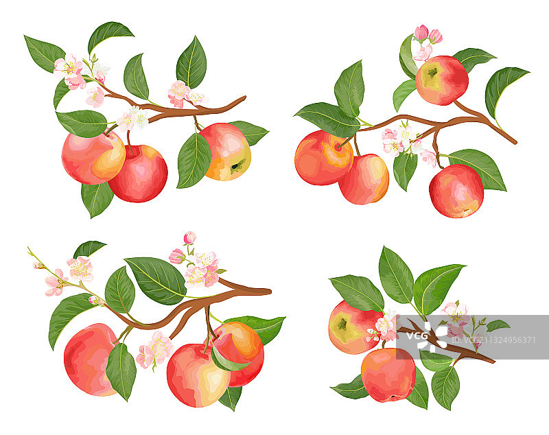 水彩苹果树枝叶与花朵图片素材