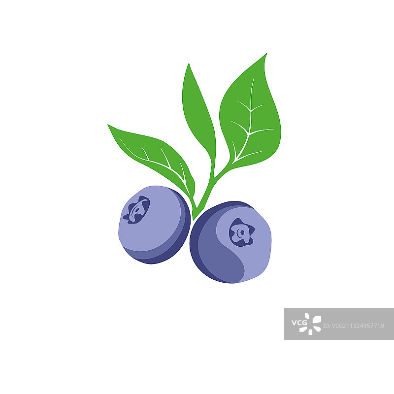 蓝莓浆果和树叶枝图片素材