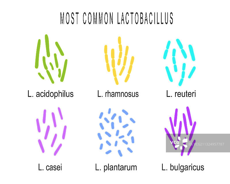 乳酸杆菌菌种乳酸组合图片素材