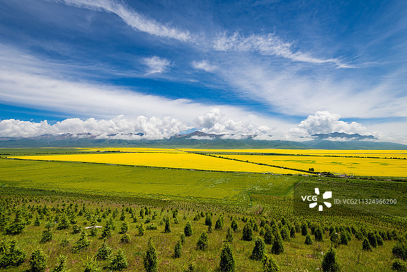 青海门源油菜花旅游拍摄图片素材