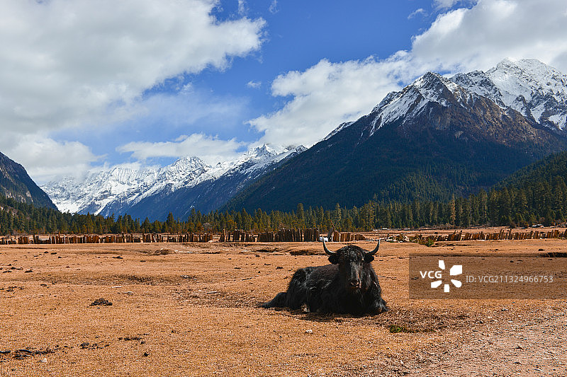 藏在林芝新措的桑通牧场上休憩的牦牛和雪山图片素材